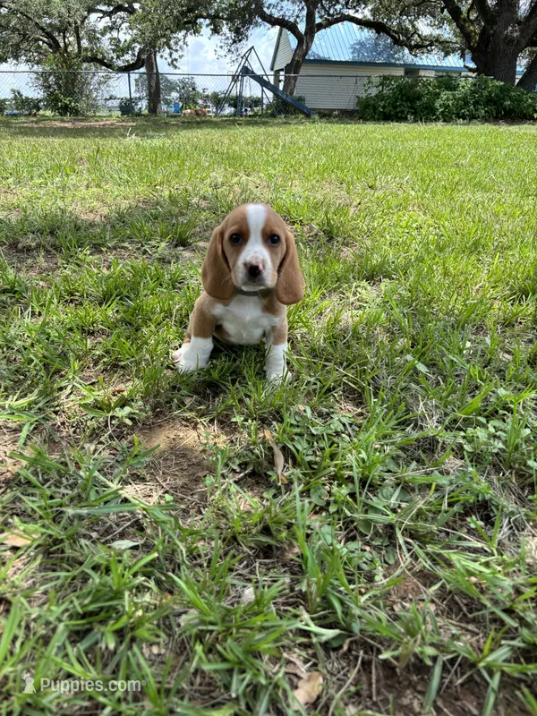 Dixie’s lemon male silver collar  – Beagle puppy for sale in Dime Box, TX