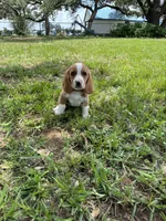 Dixie’s lemon male silver collar , a male Beagle for sale in Dime Box, TX – 1 of 2