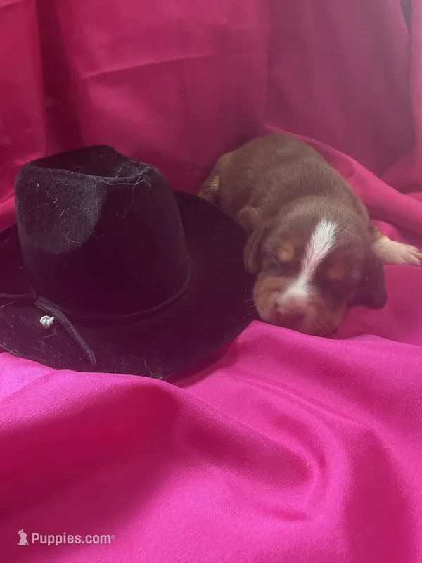 Ella’s Female 5 – Beagle puppy for sale in Dime Box, TX