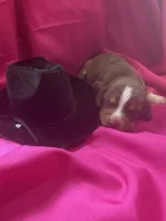 Ella’s Female 5, a female Beagle for sale in Dime Box, TX – 1 of 2