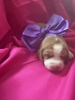 Ella’s Female 2, a female Beagle for sale in Dime Box, TX – 2 of 3