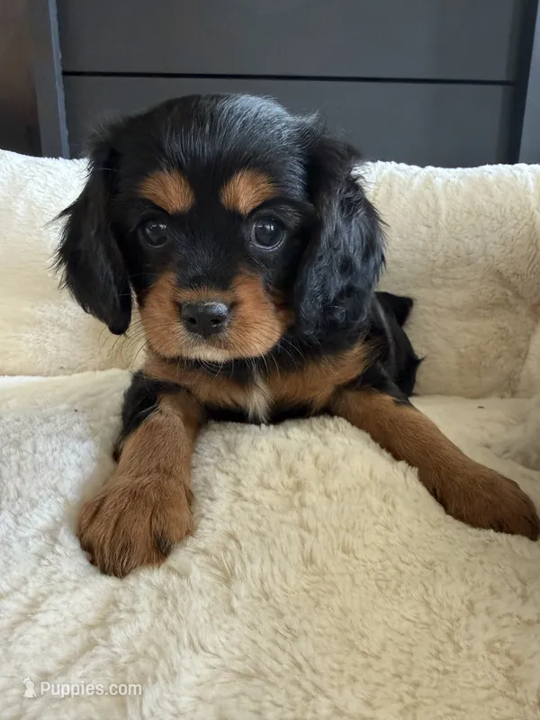 AKC Girl 1 – Cavalier King Charles Spaniel puppy for sale in Dime Box, TX