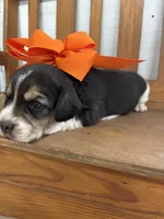 Shasta’s orange collar female , a female Beagle for sale in Dime Box, TX – 3 of 3