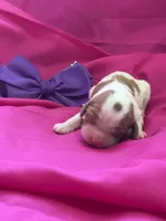 AKC Champ 5, a female Cavalier King Charles Spaniel for sale in Dime Box, TX – Photo 1 of 3