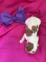 AKC Champ 5, a female Cavalier King Charles Spaniel for sale in Dime Box, TX – Photo 3 of 3