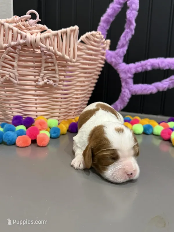 AKC Champ 5 – Cavalier King Charles Spaniel puppy for sale in Dime Box, TX