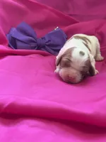 AKC Champ 5, a female Cavalier King Charles Spaniel for sale in Dime Box, TX – Photo 2 of 3