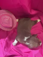 Ella’s Female 4, a female Beagle for sale in Dime Box, TX – 2 of 2