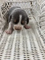 Blue male beagle 1, a male Beagle for sale in Dime Box, TX – 2 of 2