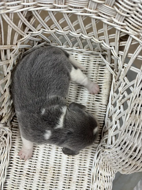 Blue male beagle 1 – Beagle puppy for sale in Dime Box, TX