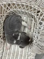 Blue male beagle 1, a male Beagle for sale in Dime Box, TX – 1 of 2