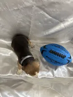 Loretta’s grey collar male , a male Beagle for sale in Dime Box, TX – 2 of 2