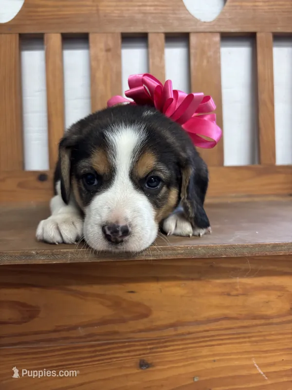 River’s pink bow female  – Beagle puppy for sale in Dime Box, TX