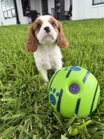 AKC Champ 2, a male Cavalier King Charles Spaniel for sale in Dime Box, TX – 2 of 6