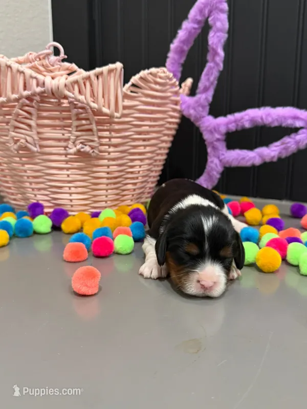 AKC Champ 6 – Cavalier King Charles Spaniel puppy for sale in Dime Box, TX