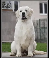 Teddy & Sadie’s Female, a female English Cream Golden Retriever for sale in Dime Box, TX – Photo 9 of 10