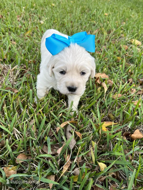 Teddy & Sadie’s Female