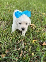 Teddy & Sadie’s Female, a female English Cream Golden Retriever for sale in Dime Box, TX – Photo 1 of 10