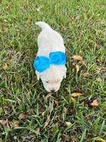 Teddy & Sadie’s Female, a female English Cream Golden Retriever for sale in Dime Box, TX – Photo 3 of 10