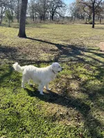 Teddy & Sadie’s Female, a female English Cream Golden Retriever for sale in Dime Box, TX – Photo 5 of 10