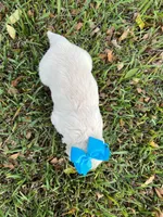 Teddy & Sadie’s Female, a female English Cream Golden Retriever for sale in Dime Box, TX – Photo 4 of 10