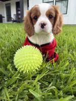 AKC Champ 1, a male Cavalier King Charles Spaniel for sale in Dime Box, TX – 3 of 7