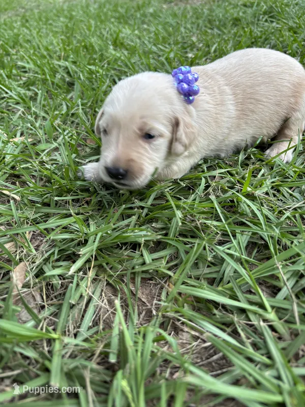 Purple collar golden retriever , a female Golden Retriever for sale in Dime Box, TX – 1 of 2