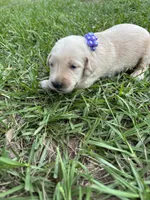 Purple collar golden retriever , a female Golden Retriever for sale in Dime Box, TX – 1 of 2