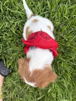 AKC Champ 1, a male Cavalier King Charles Spaniel for sale in Dime Box, TX – 7 of 7