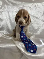 Loretta’s red, white, blue collar , a male Beagle for sale in Dime Box, TX – 1 of 2
