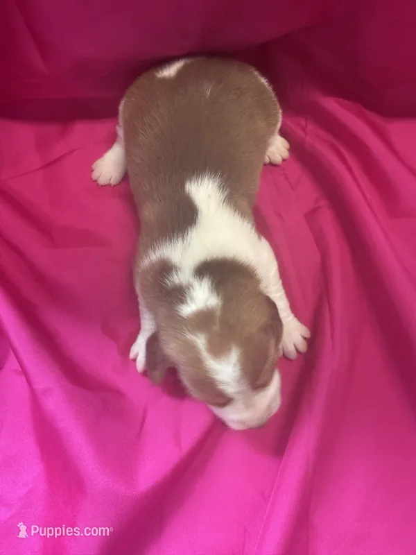 Ella’s Female 1 – Beagle puppy for sale in Dime Box, TX