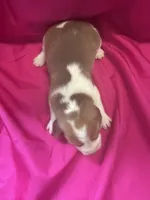Ella’s Female 1, a female Beagle for sale in Dime Box, TX – 1 of 3