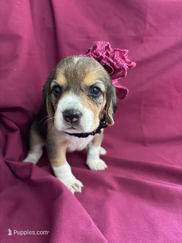 Loretta’s Maroon collar female  – Beagle puppy for sale in Dime Box, TX