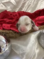 Dixie’s lemon female , a female Beagle for sale in Dime Box, TX – 2 of 2
