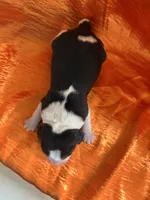 Maci’s orange collar female , a female Beagle for sale in Dime Box, TX – Photo 2 of 2