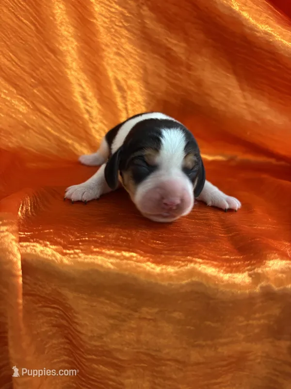 Maci’s orange collar female  – Beagle puppy for sale in Dime Box, TX