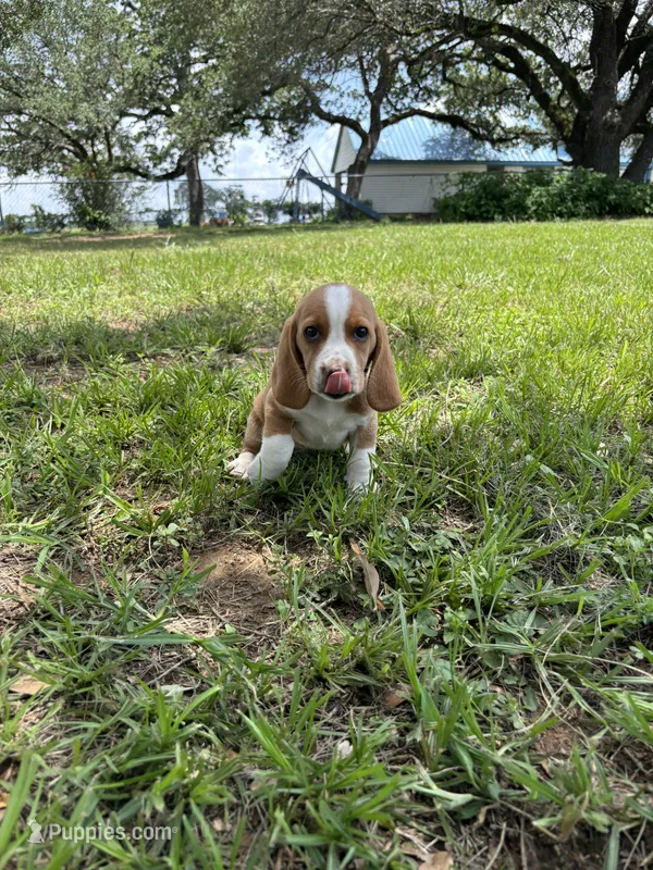 Dixie’s lemon male silver collar – Beagle puppy for sale in Dime Box, TX