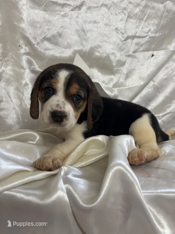 Maci’s white collar female  – Beagle puppy for sale in Dime Box, TX