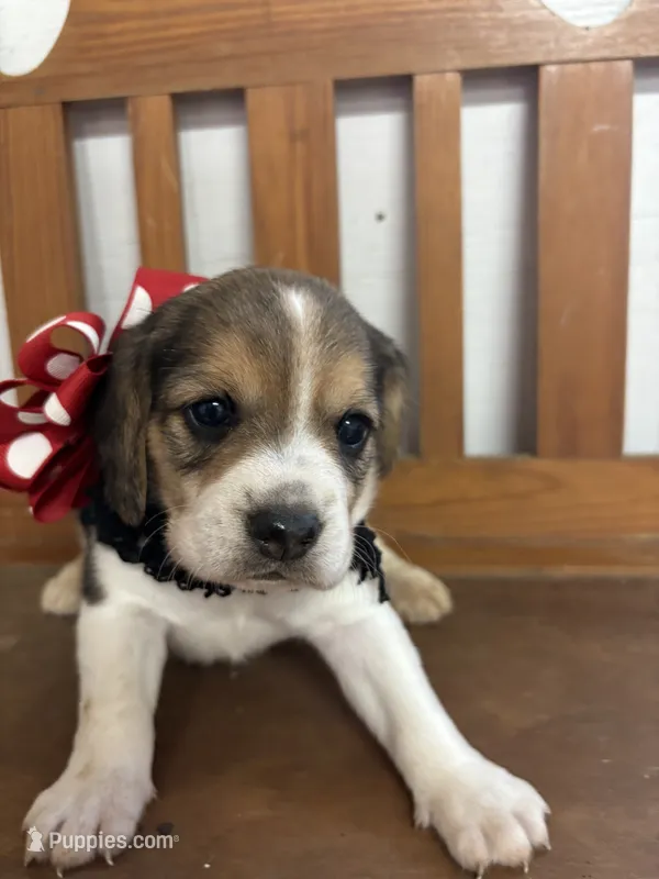 Shasta’s red collar female  – Beagle puppy for sale in Dime Box, TX