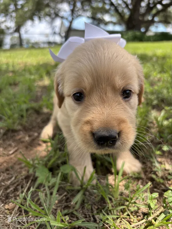 White collar golden female  – Golden Retriever puppy for sale in Dime Box, TX