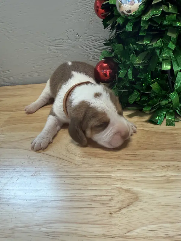 Ella’s Brown Collar Male