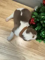 Ella’s Brown Collar Male, a male Beagle for sale in Dime Box, TX – Photo 2 of 2