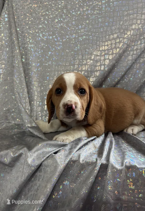 Dixie’s lemon male silver collar – Beagle puppy for sale in Dime Box, TX