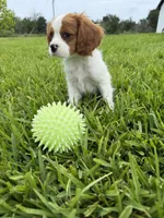 AKC Champ 1, a male Cavalier King Charles Spaniel for sale in Dime Box, TX – 4 of 6