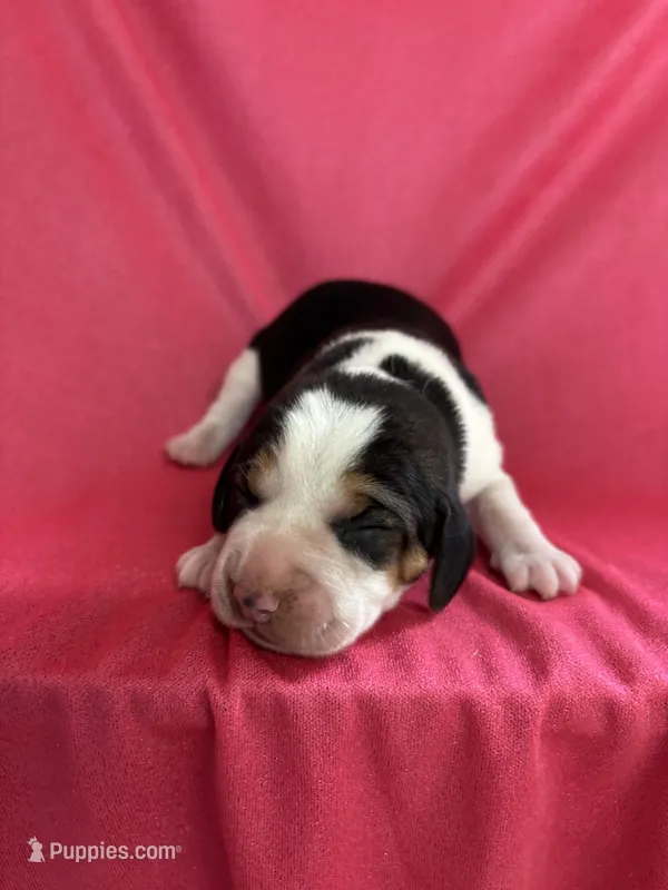 Maci’s pink collar female  – Beagle puppy for sale in Dime Box, TX