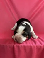 Maci’s pink collar female , a female Beagle for sale in Dime Box, TX – Photo 1 of 2