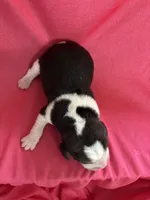 Maci’s pink collar female , a female Beagle for sale in Dime Box, TX – Photo 2 of 2