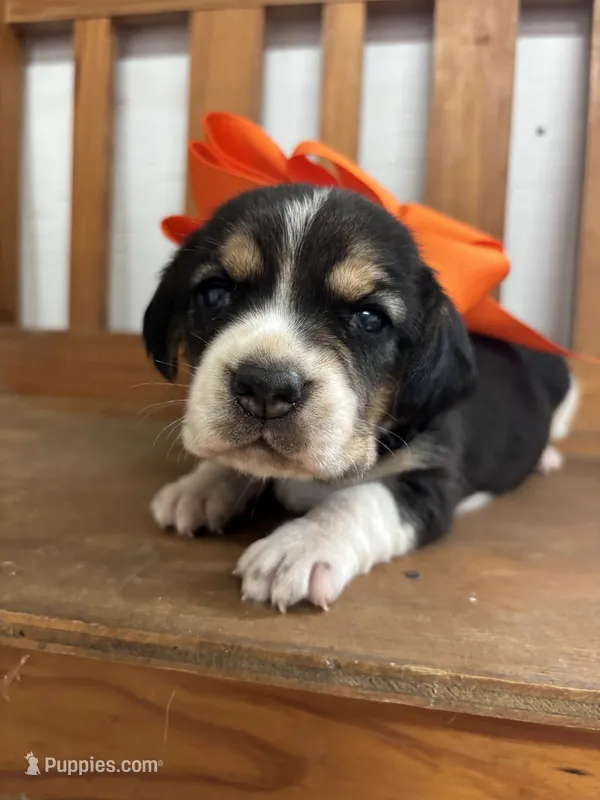 Shasta’s orange collar female  – Beagle puppy for sale in Dime Box, TX