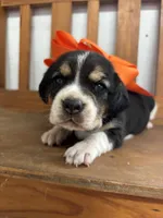 Shasta’s orange collar female , a female Beagle for sale in Dime Box, TX – 1 of 3