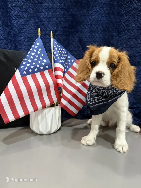 AKC Champ 1 – Cavalier King Charles Spaniel puppy for sale in Dime Box, TX